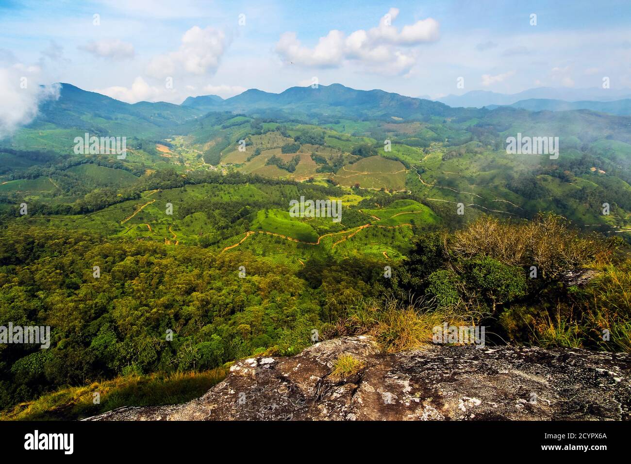 View north over Lakshmi tea estate to Eravikulam National Park and the Western Ghats; Lakshmi Hills, Munnar, Kerala, India Stock Photo