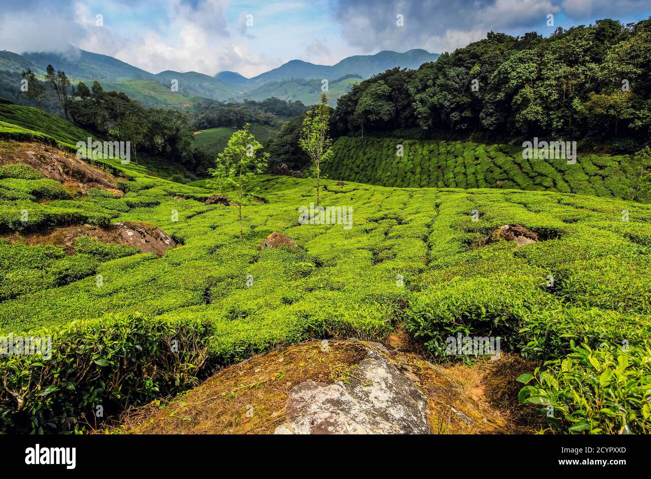 View N from Lakshmi tea estate in the Munnar tea growing area to the Western Ghats & 2695m Anamudi, highest peak in south India; Munnar, Kerala, India Stock Photo