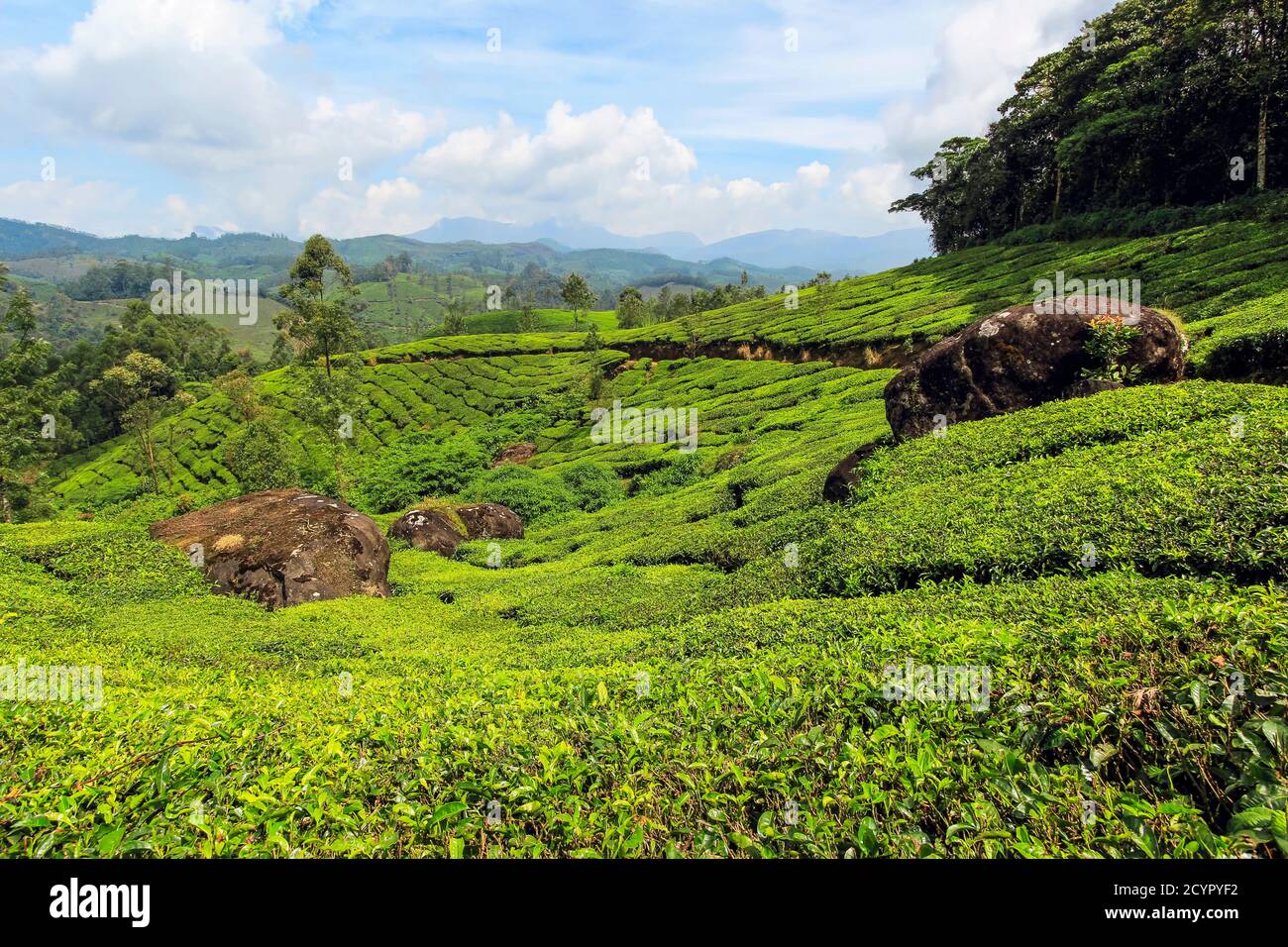 View N from Lakshmi tea estate in the Munnar tea growing area to the Western Ghats & 2695m Anamudi, highest peak in south India; Munnar, Kerala, India Stock Photo