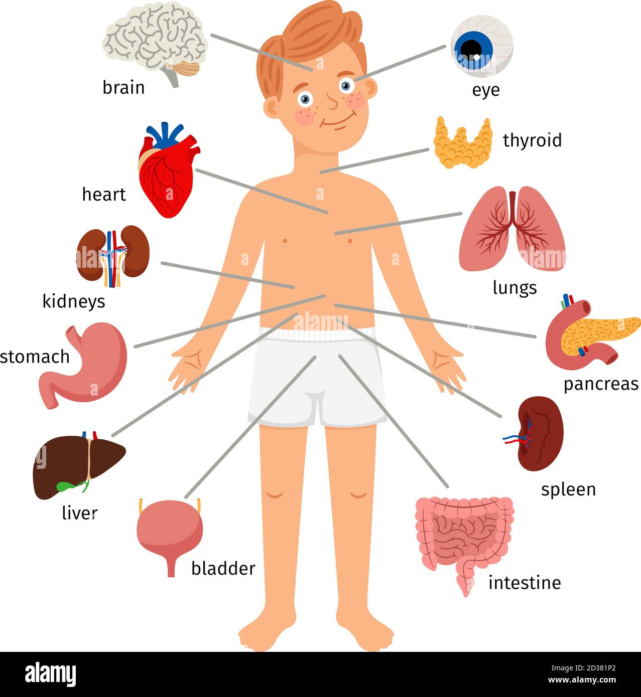 Boy body internal organs. Medical human anatomy for children, cartoon ...