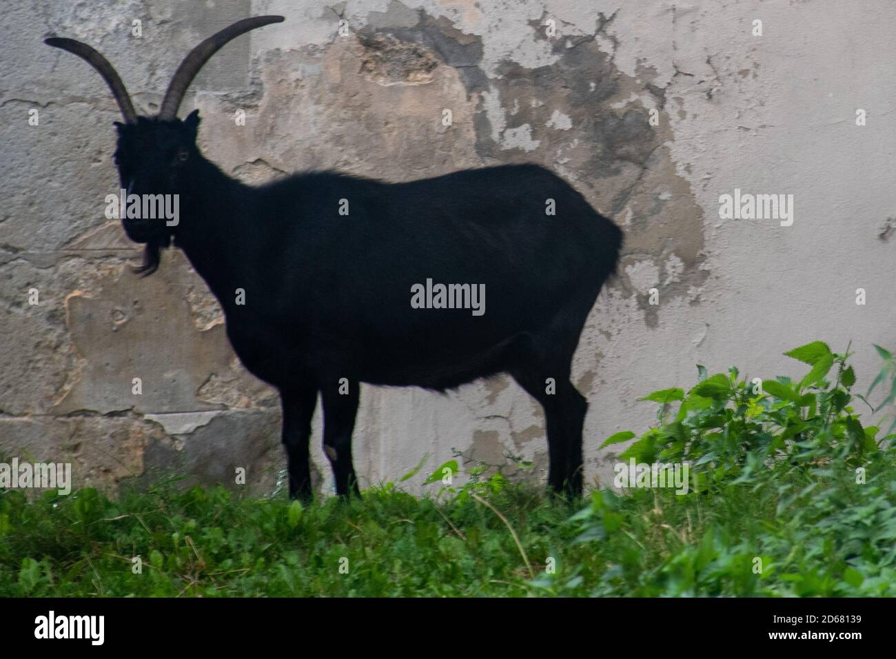 Black Goat against wall in silhoutte form Stock Photo