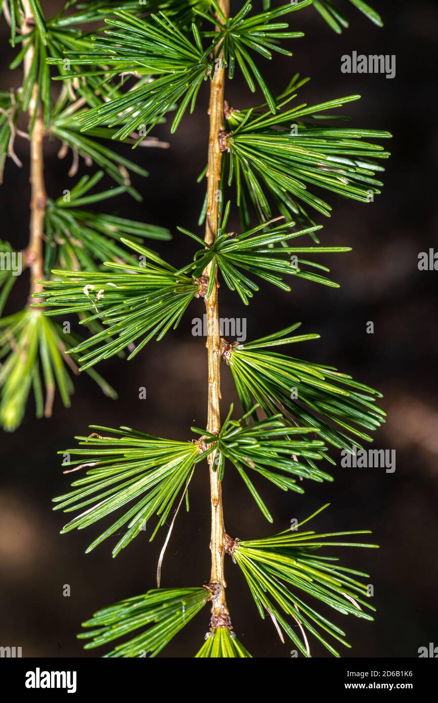 Leaves of Western Larch (Larix occidentalis) Stock Photo