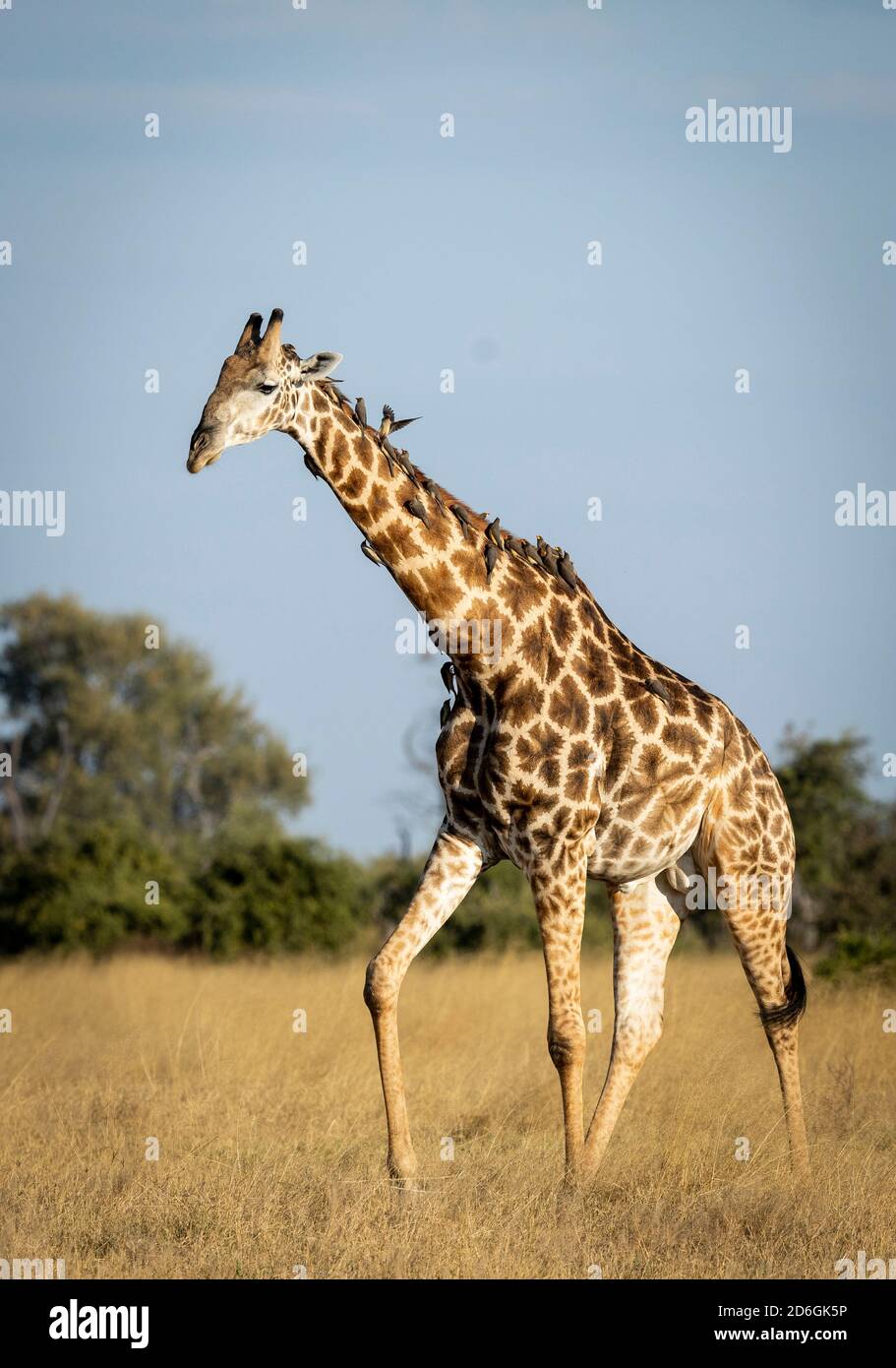 Vertical portrait of an adult male giraffe walking in dry grass with ox peckers sitting on its back in Savuti in Botswana Stock Photo