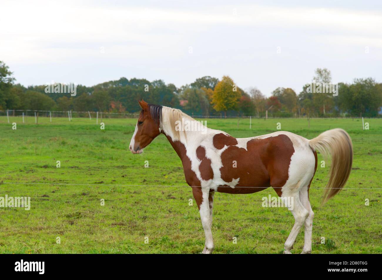 Beautiful horse grazing in pasture on farm on sunny day. Horizontal composition, full frame, copy space, color photograph. Stock Photo