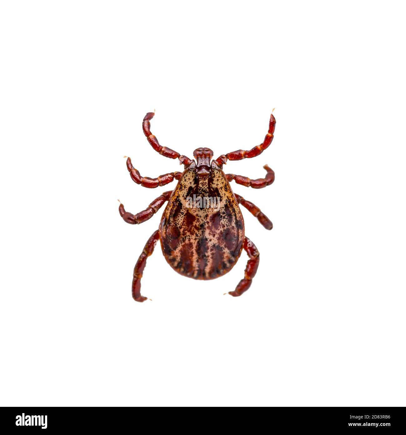 Encephalitis Infected Tick Insect Isolated on White Background. Lyme Borreliosis Disease or Encephalitis Virus Infectious Dermacentor Tick Arachnid Pa Stock Photo