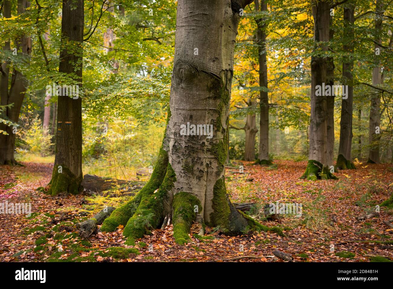 Autumn landscape with an old beech tree with inscriptions carved in the bark, Netherlands Stock Photo