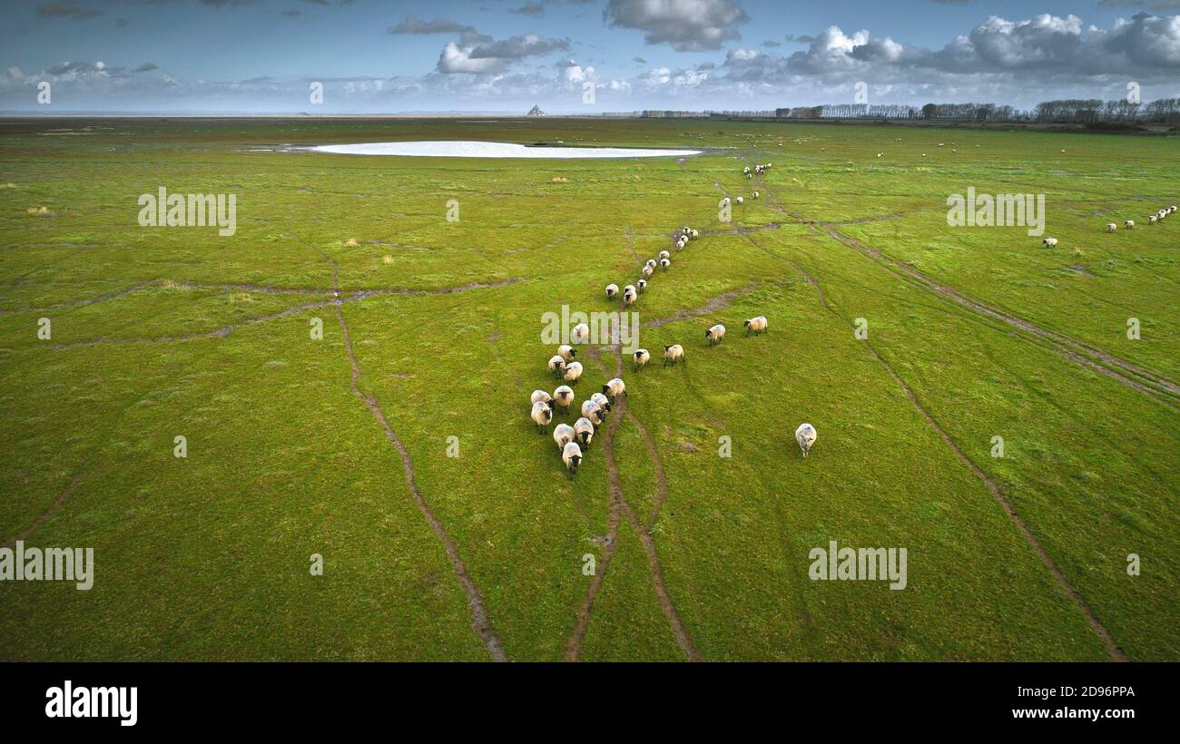 Bay of Le Mont Saint-Michel (Saint Michael's Mount), Normandy, north-western France: aerial view of a herd of salt meadow lambs on the grazy lands of Stock Photo