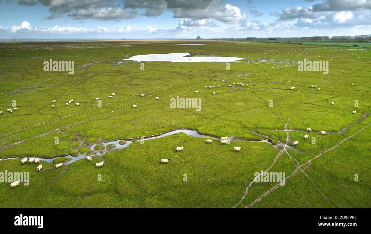 Bay of Le Mont Saint-Michel (Saint Michael's Mount), Normandy, north-western France: aerial view of a herd of salt meadow lambs on the grazy lands of Stock Photo