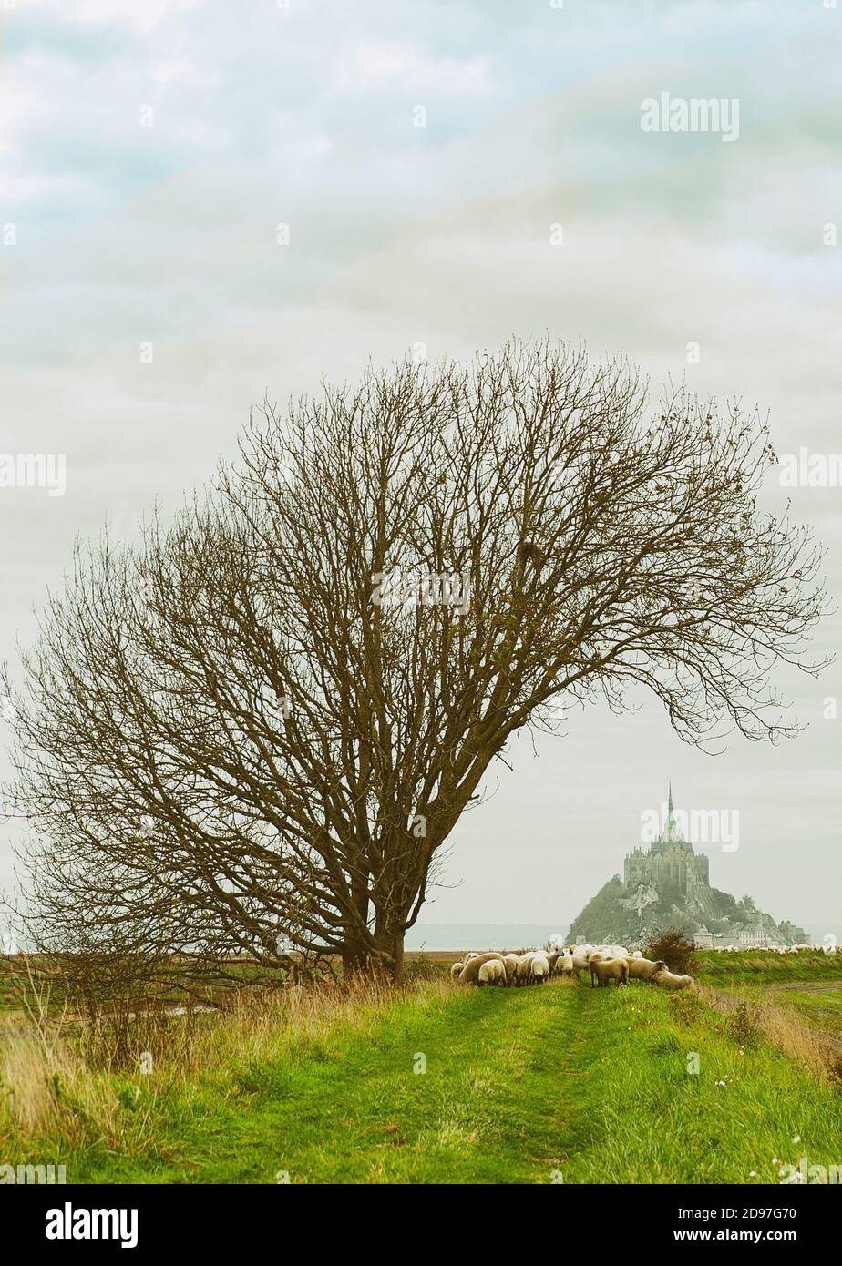 nostalgic st michel landscape with sheep, normandy-france Stock Photo