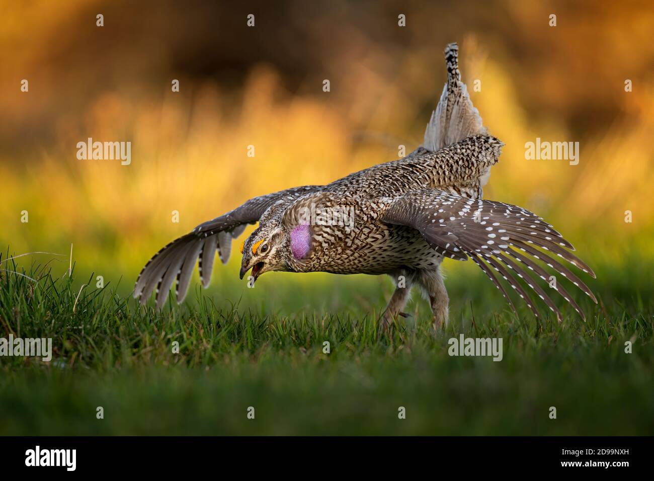 Sharp Tailed Grouse Stock Photo