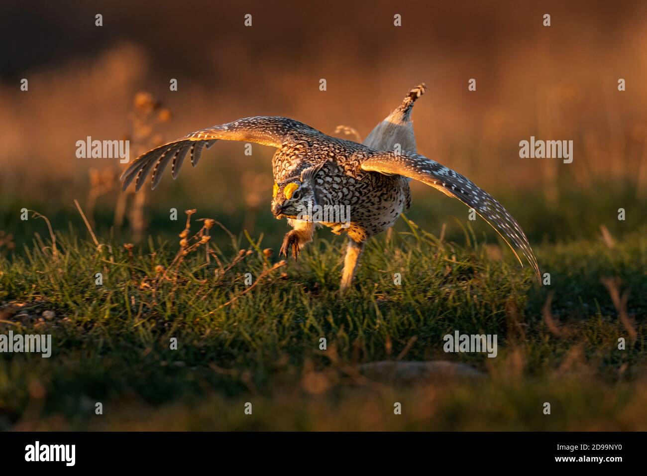 Sharp Tailed Grouse Stock Photo