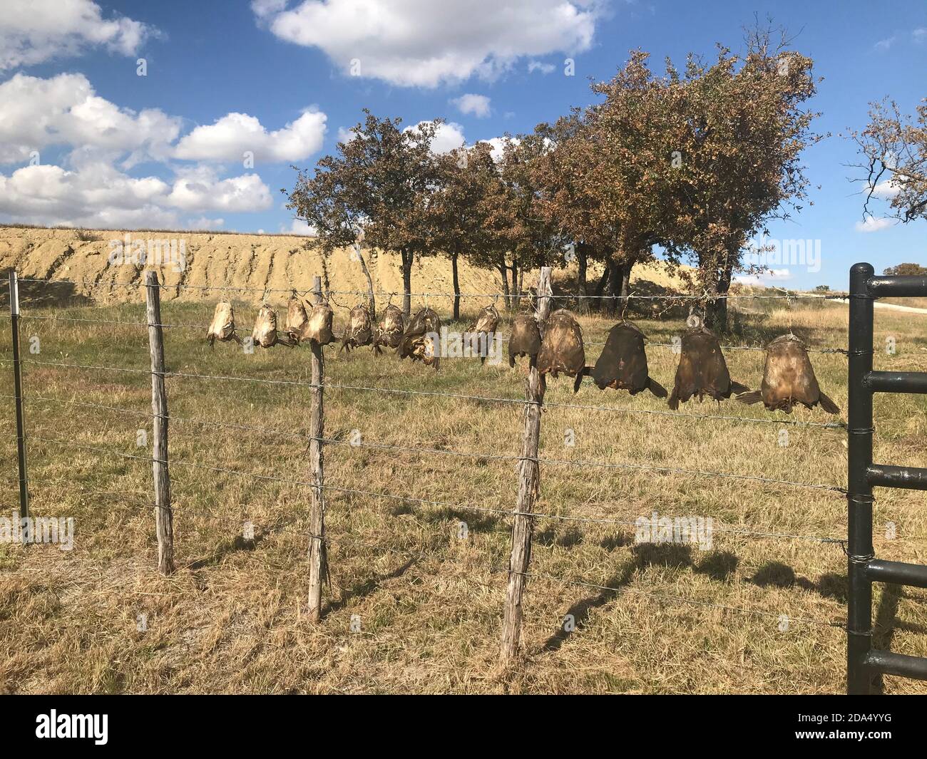 Catfish heads hanging on a fence near Graham Texas Stock Photo