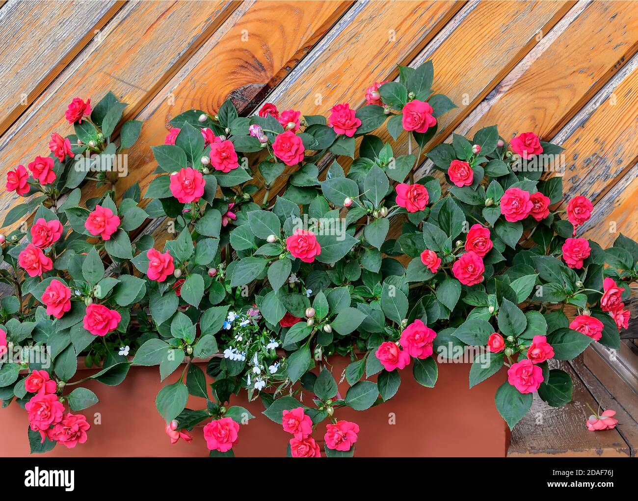 Red terry balsam flowers in pot in garden near wooden wall. Impatiens balsamina, also known as busy Lizzie, sultana or impatiens walleriana.  Floricul Stock Photo