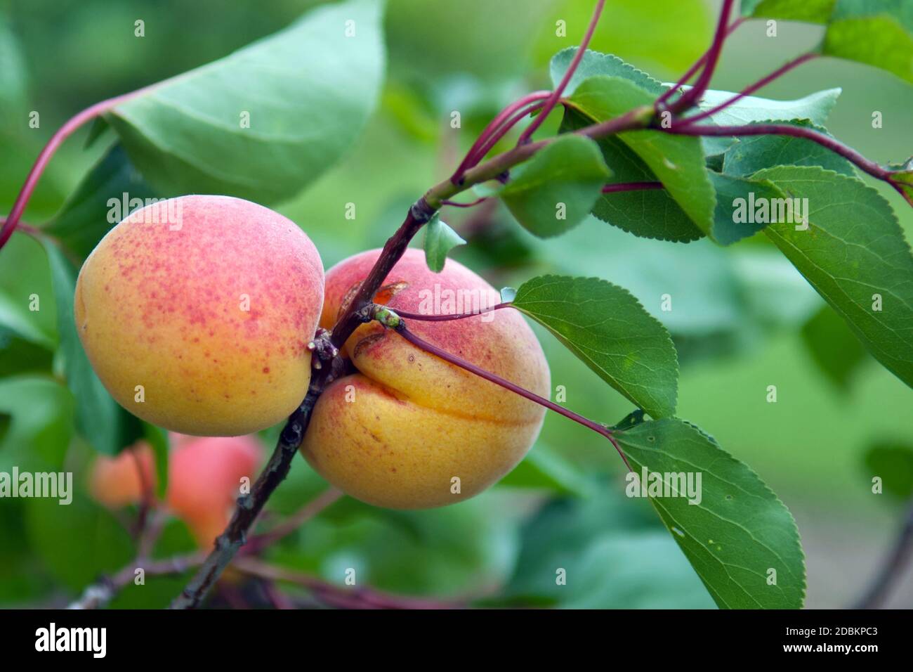 Aprikosen (Prunus armeniaca 'Ungarische Beste') Stock Photo