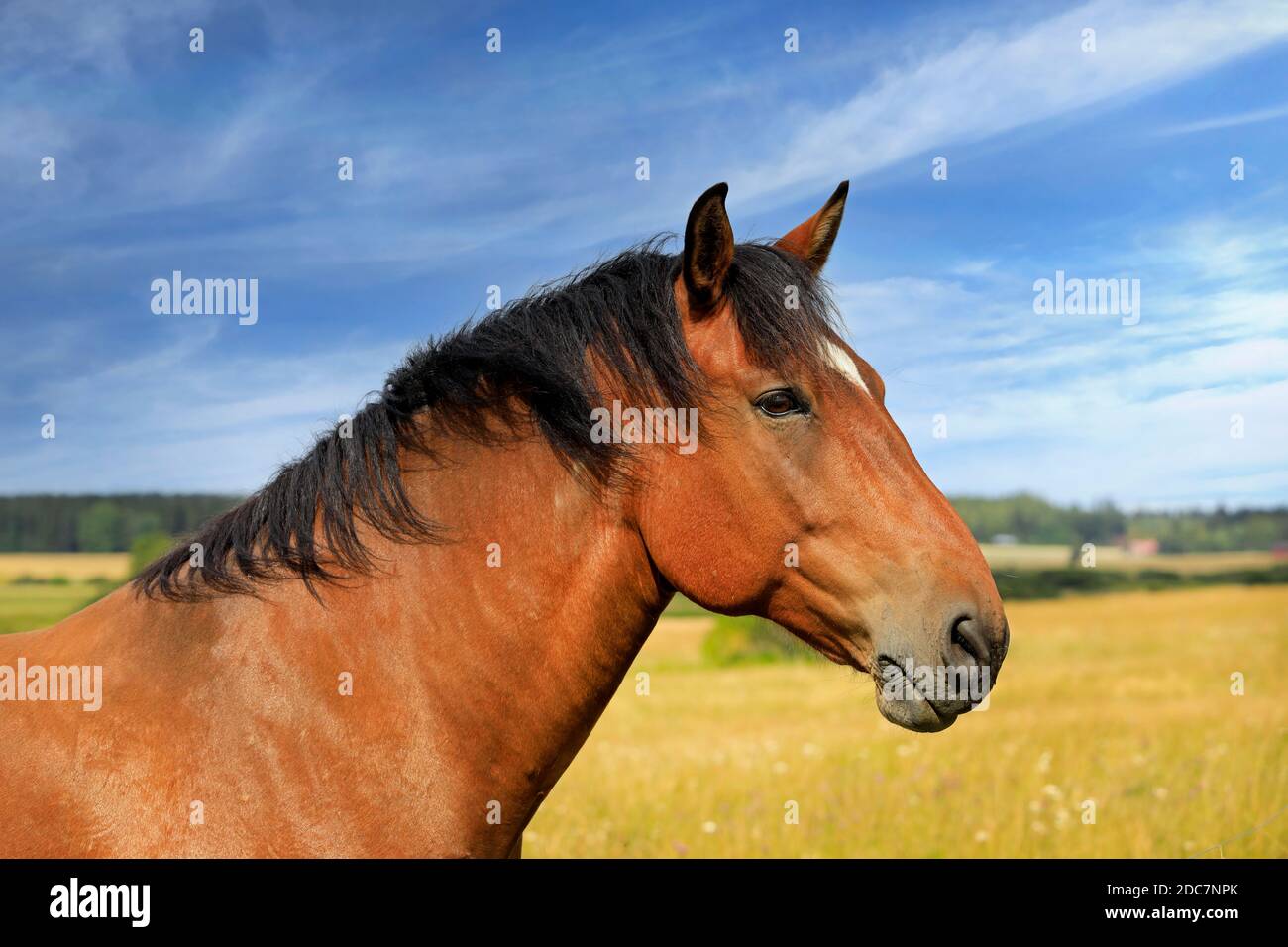 Beautiful bay horse in field on a beautiful day of late summer, seen in profile. Stock Photo