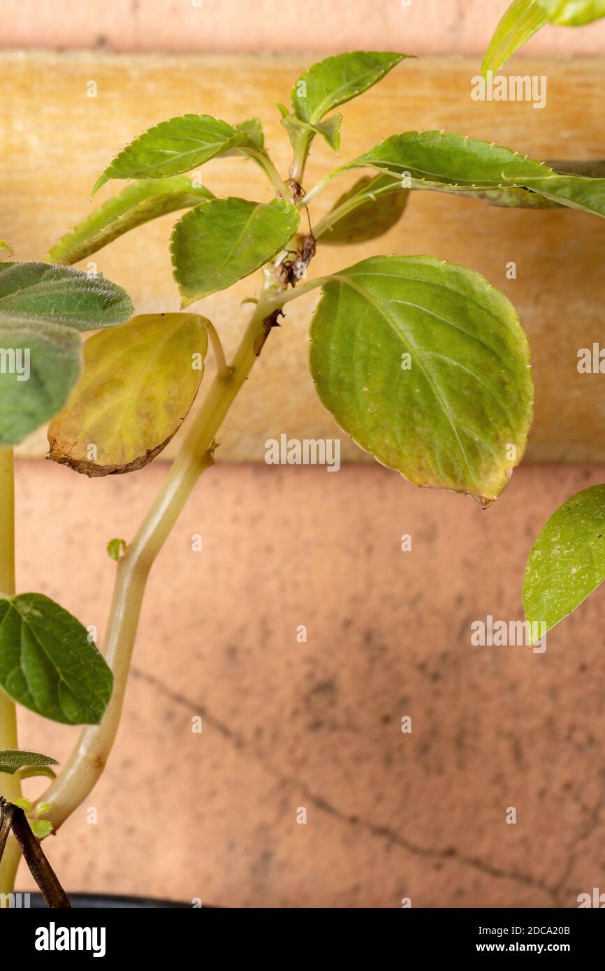 Busy Lizzie Leaves of the species Impatiens walleriana Stock Photo