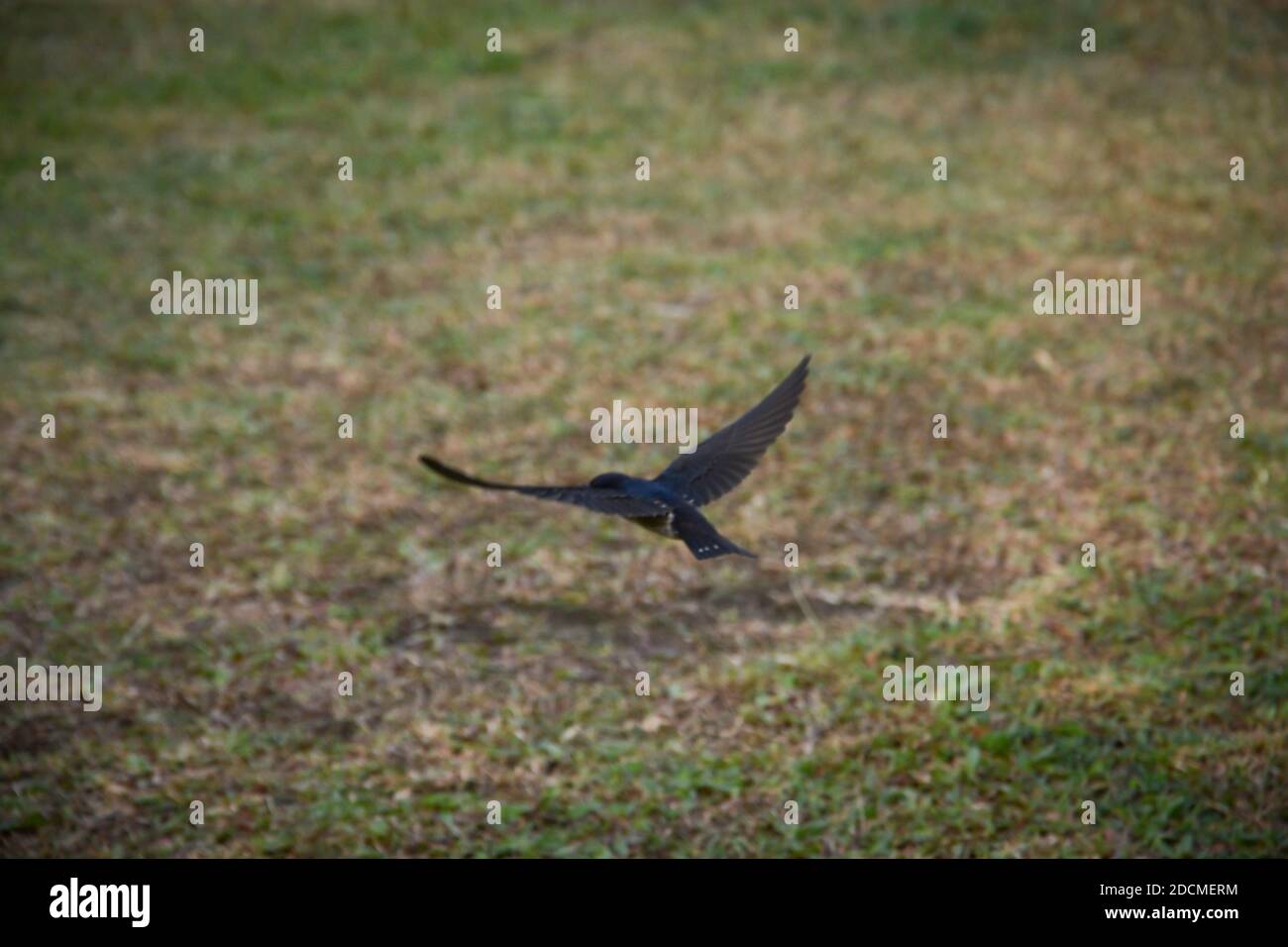 A bird hovering while feeding on flying insects from the ground. Stock Photo