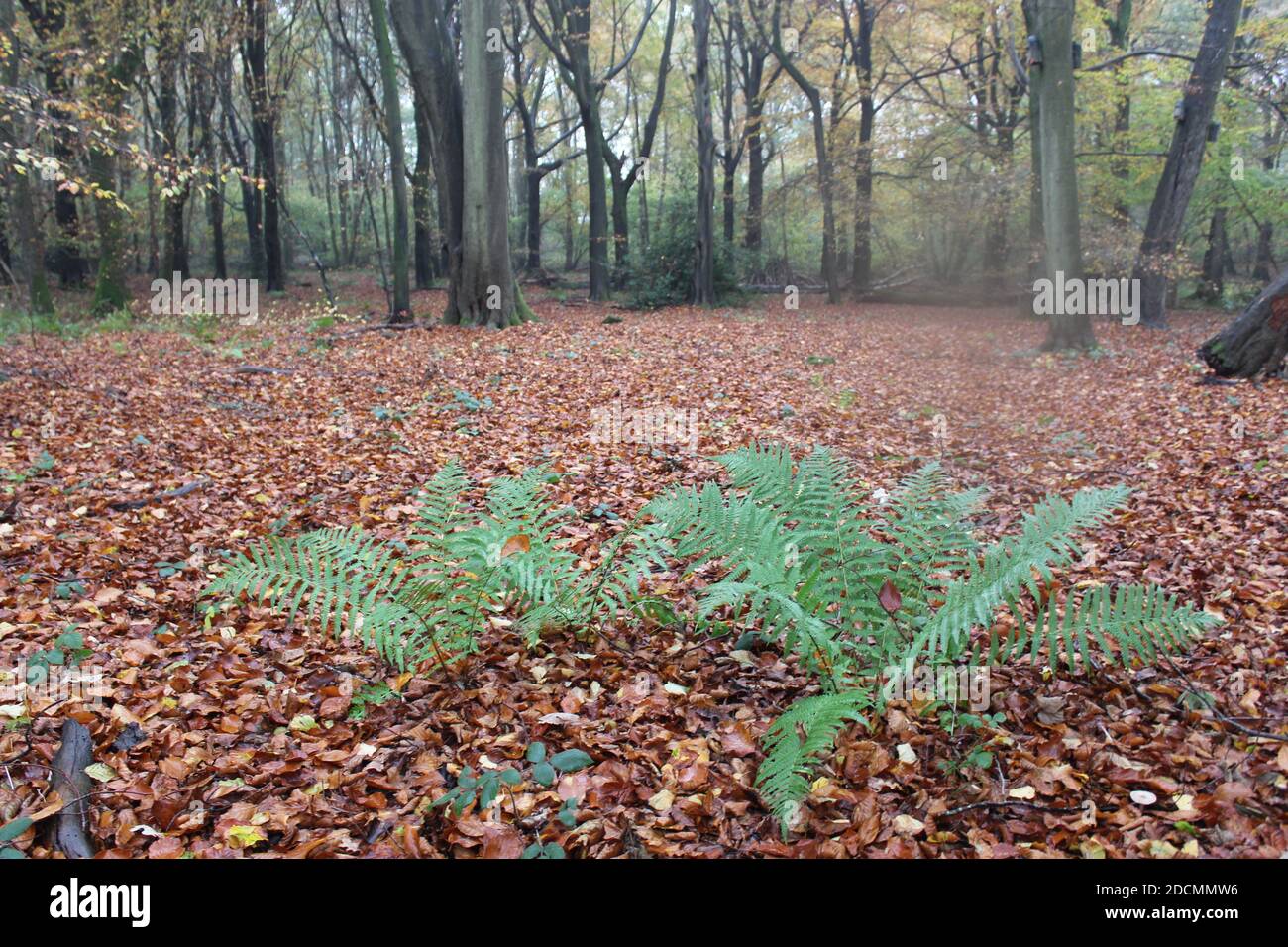 Woodland ferns in autumn leaves Stock Photo