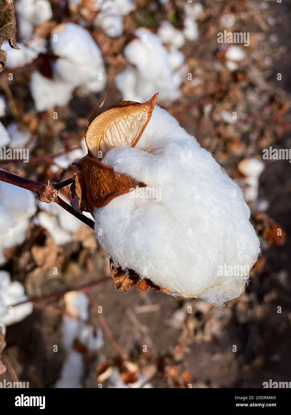 Pima County Cotton Boll Stock Photo