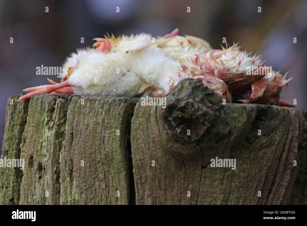 Dead chicks Stock Photo