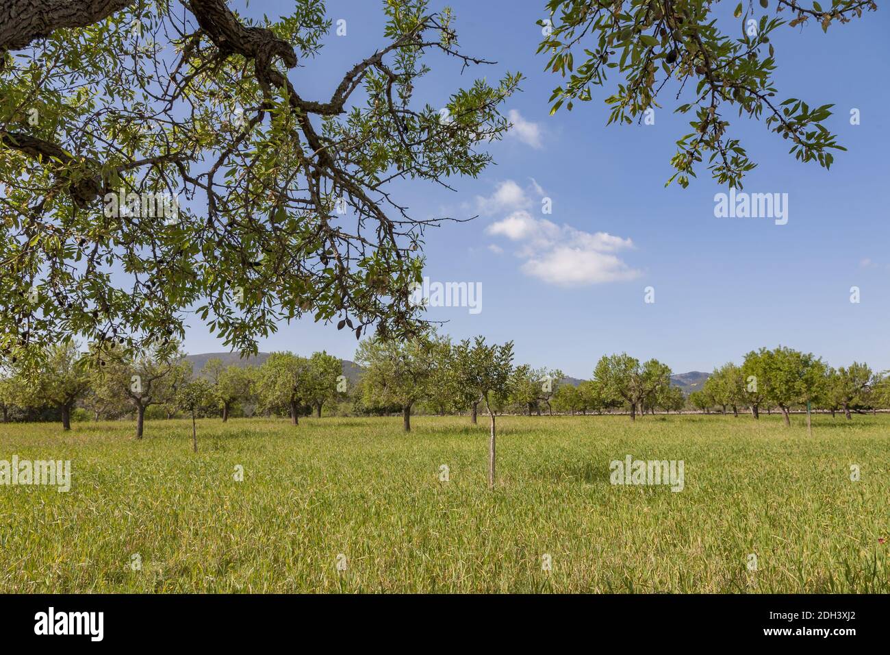 (Prunus dulcis) is a plant species of the genus Prunus of the rose family (Rosaceae) Mallorca Stock Photo