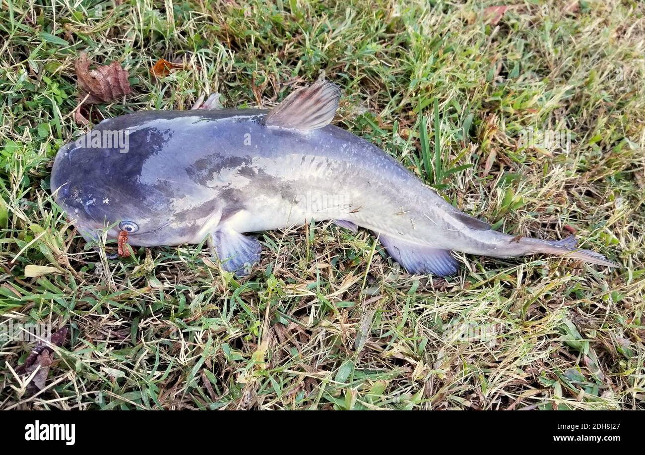 Close up of a one big channel catfish on top of the ground Stock Photo