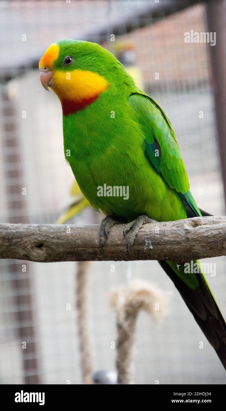 Port Lincoln Parrot - Australian Ringneck Stock Photo