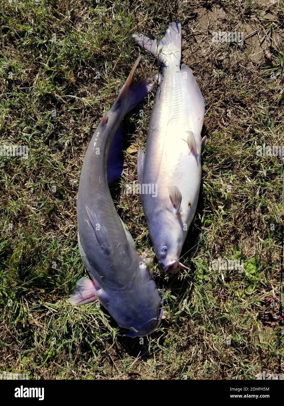 Two big channel catfish on top of the ground Stock Photo