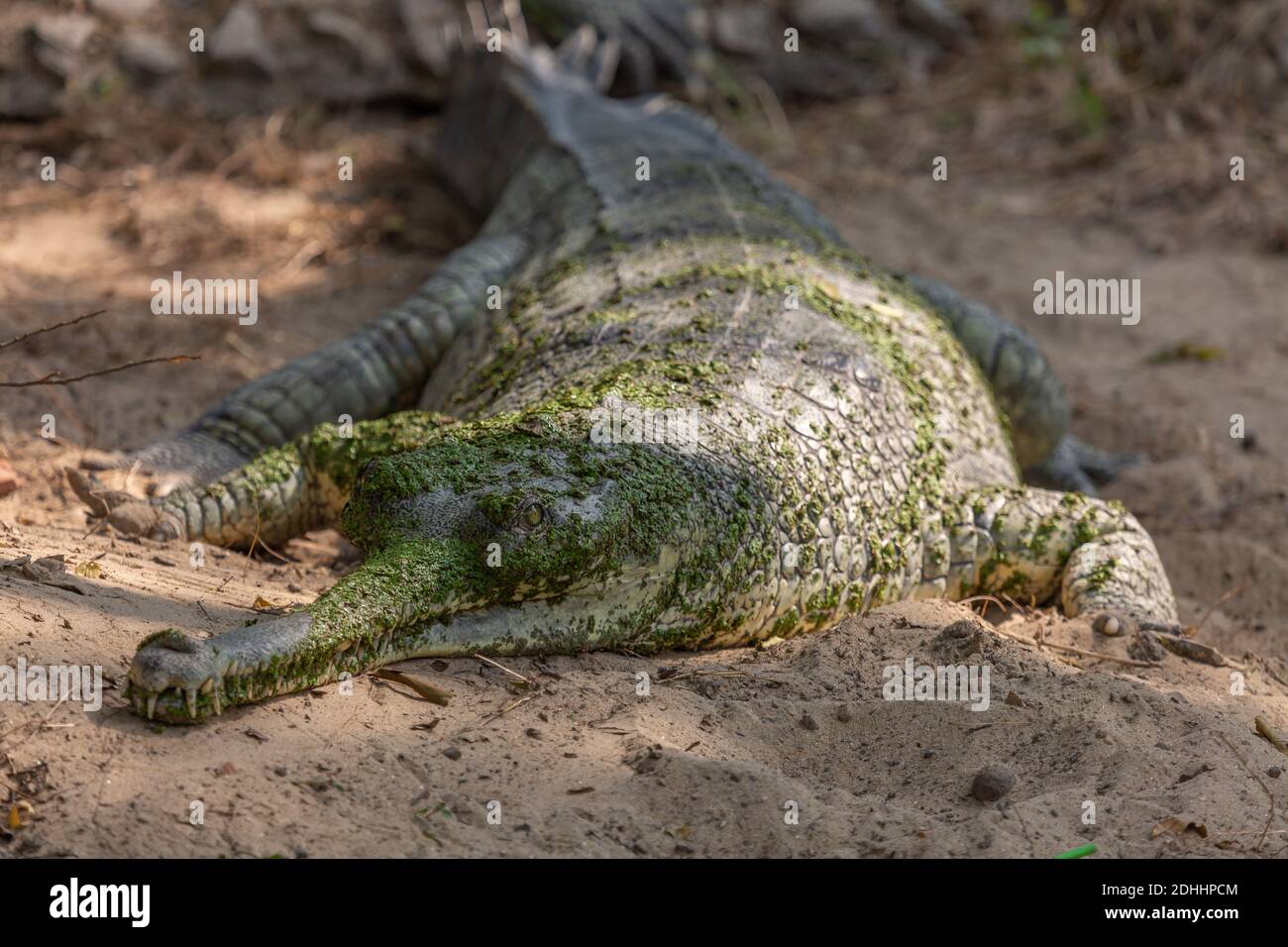 Indian crocodile also known as Gharial in close up view at wildlife sanctuary Stock Photo