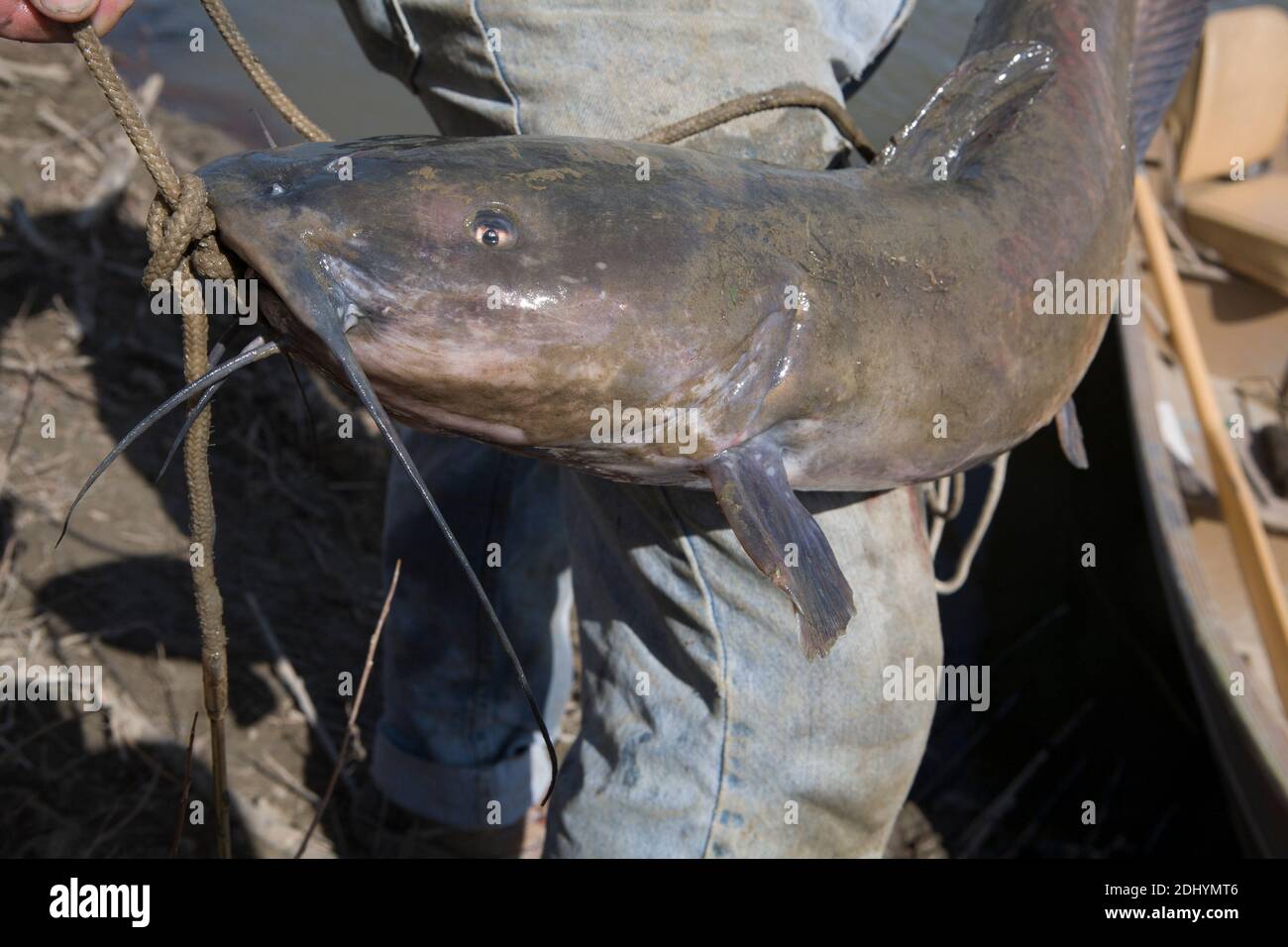 Nice channel catfish (Ictalurus punctatus) caught at Rock Creek from the Missouri River, MT. Stock Photo