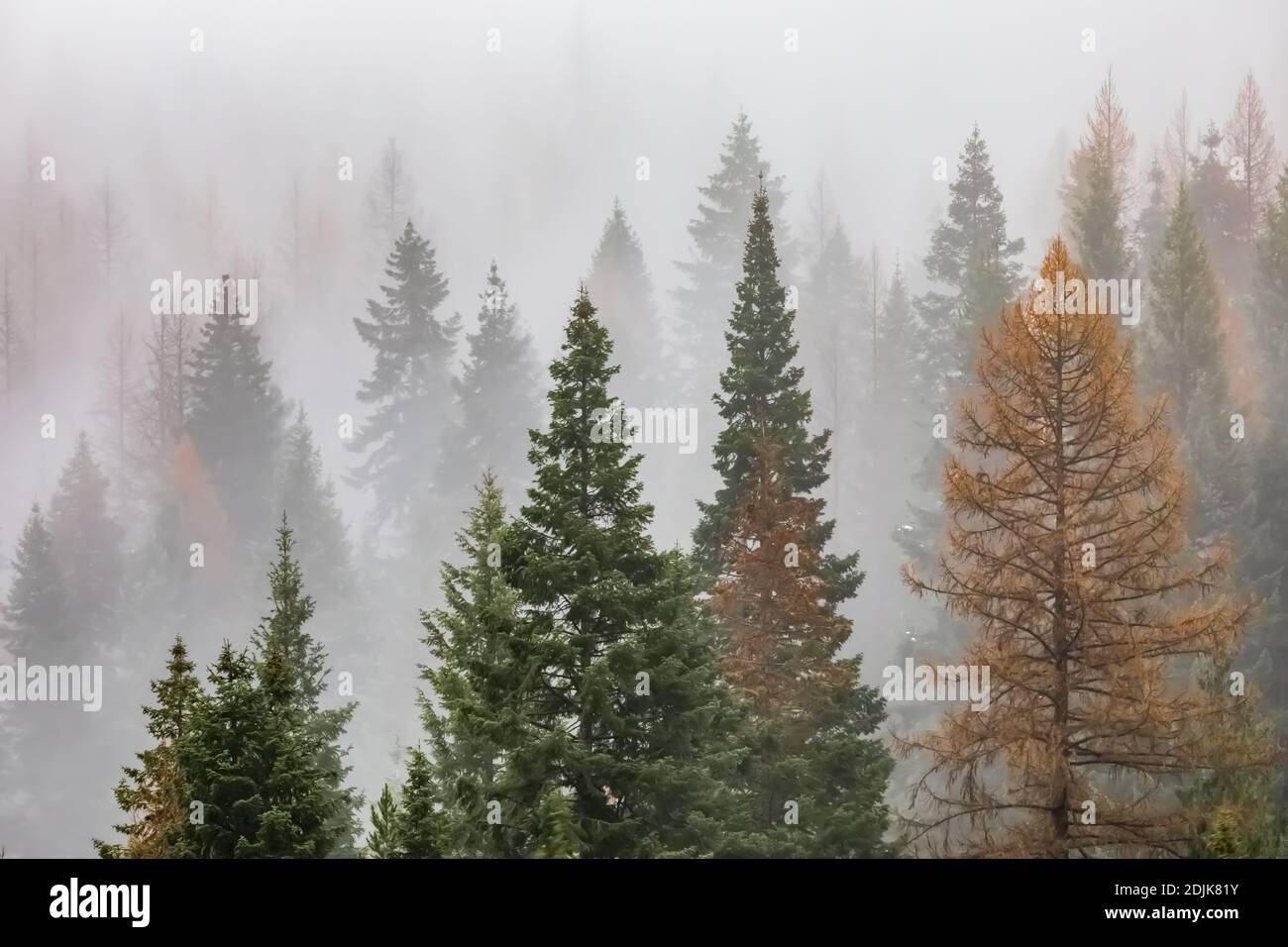 Mountains cloaked with Western Larch and other coniferous trees and partly blanketed with clouds and fog, viewed from I-90 in Idaho and Montana, USA Stock Photo