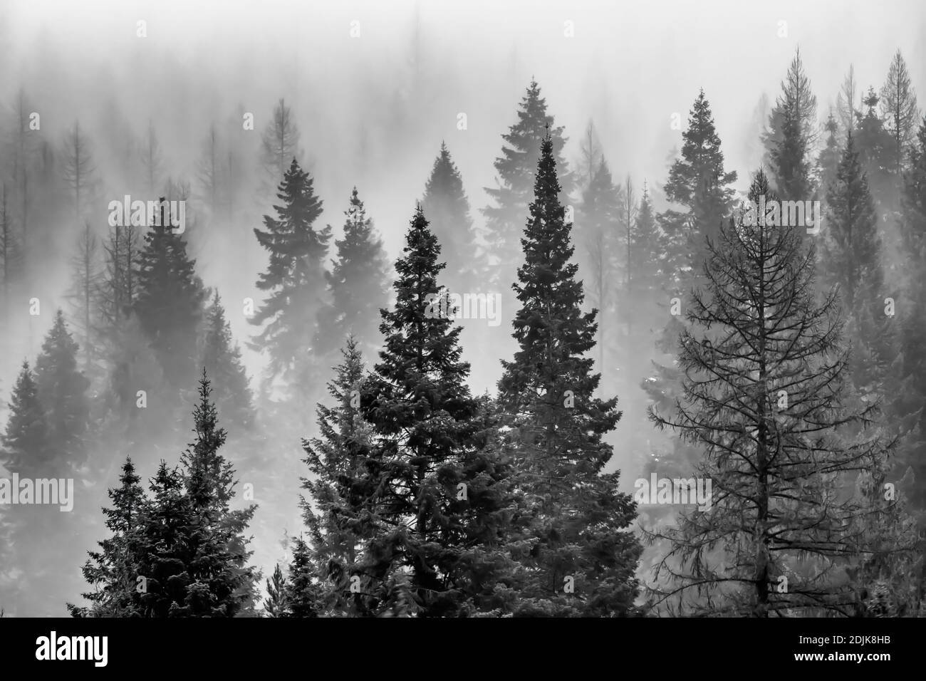 Mountains cloaked with Western Larch and other coniferous trees and partly blanketed with clouds and fog, viewed from I-90 in Idaho and Montana, USA Stock Photo