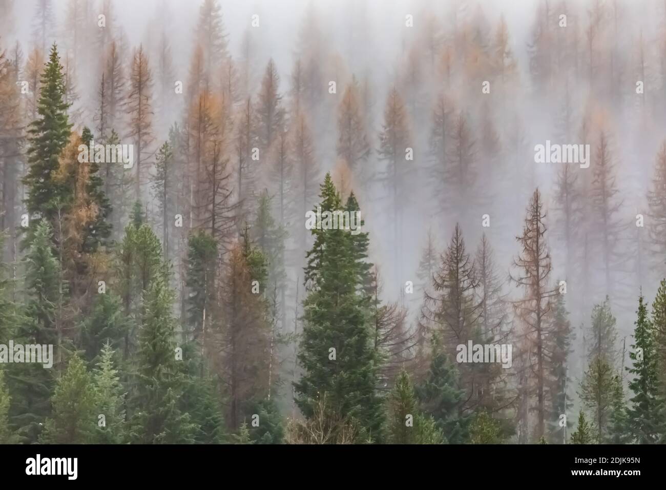 Mountains cloaked with Western Larch and other coniferous trees and partly blanketed with clouds and fog, viewed from I-90 in Idaho and Montana, USA Stock Photo