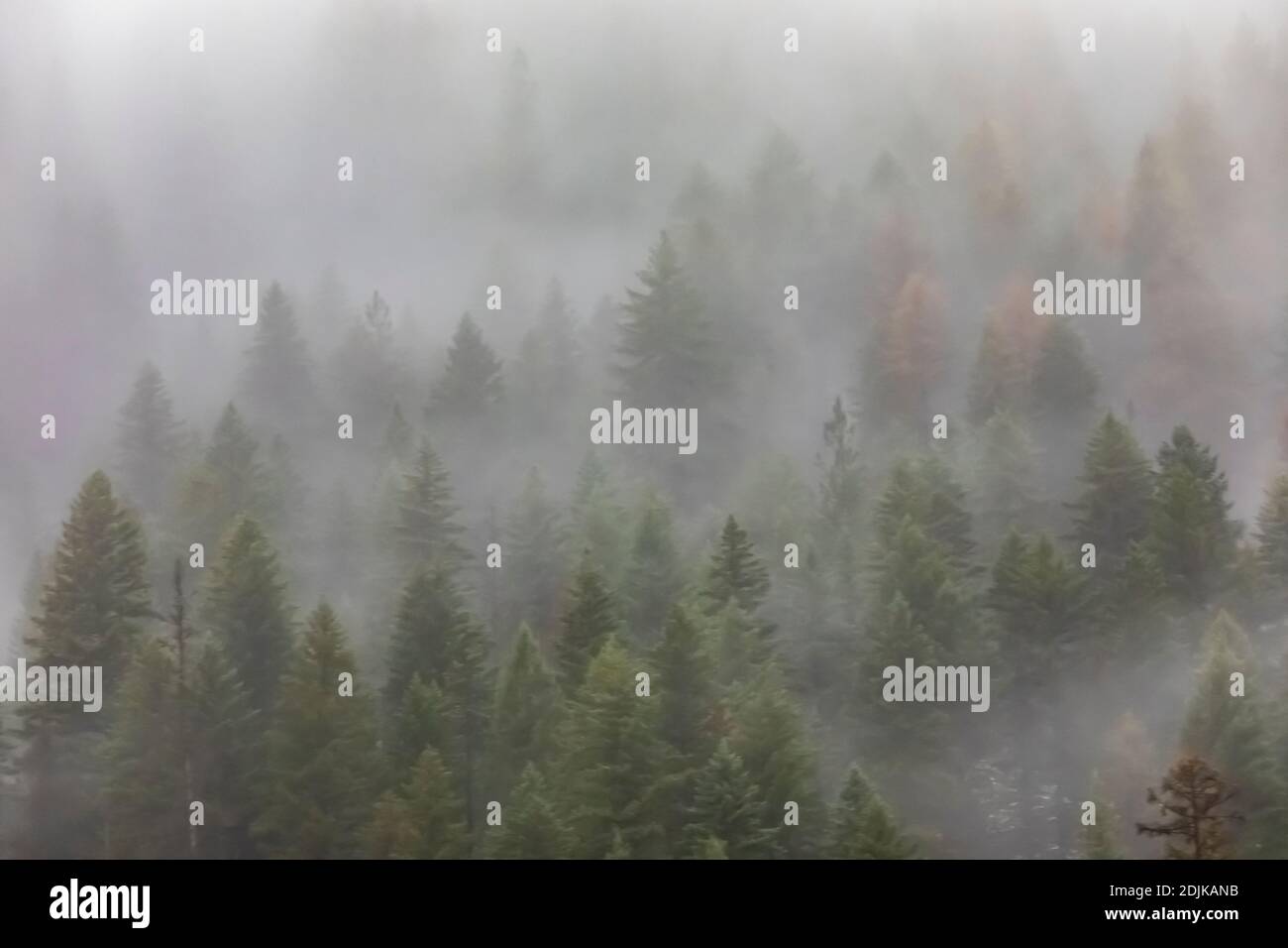 Mountains cloaked with Western Larch and other coniferous trees and partly blanketed with clouds and fog, viewed from I-90 in Idaho and Montana, USA Stock Photo