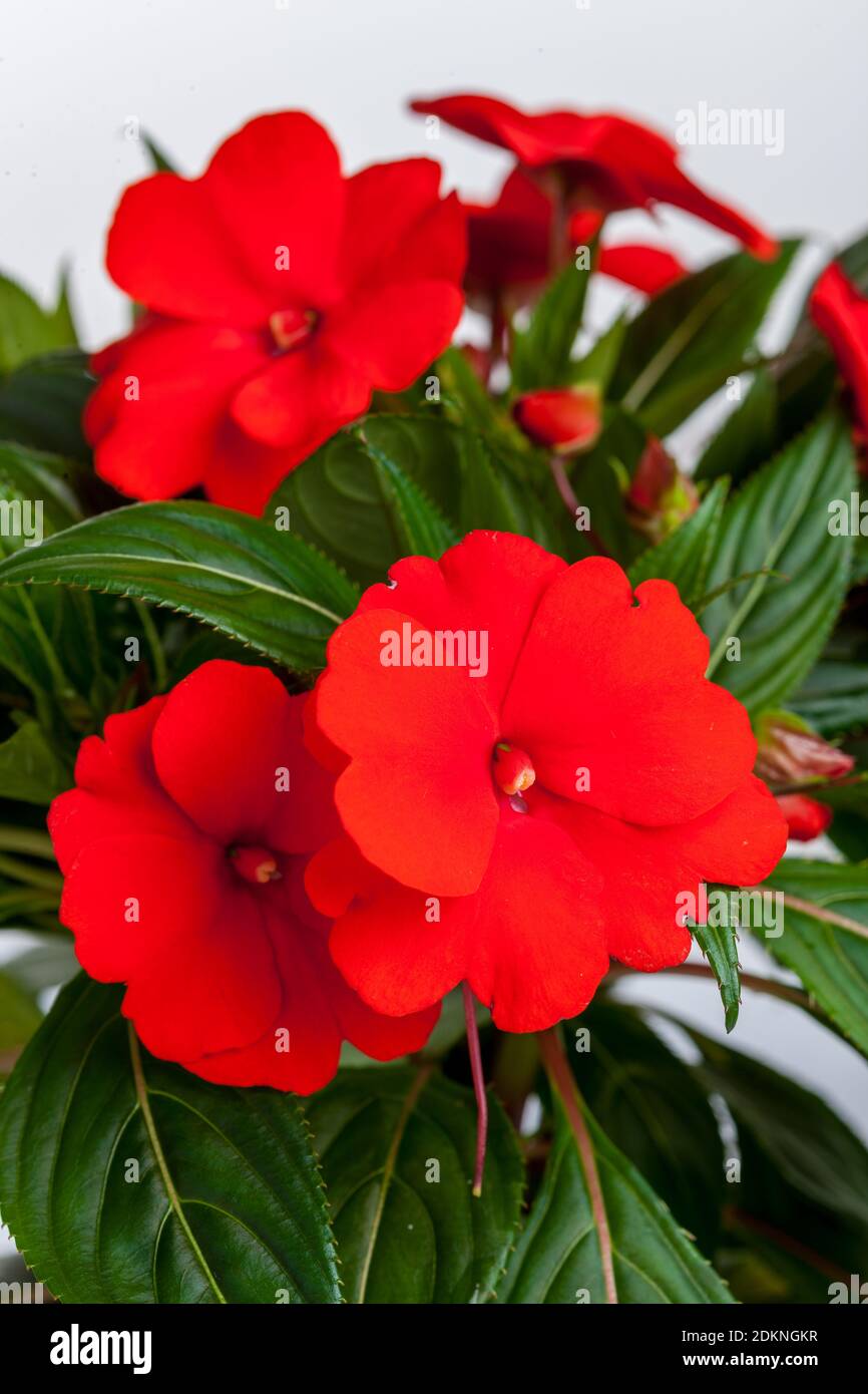 Busy Lizzie, Flitiga Lisa (Impatiens walleriana) Stock Photo