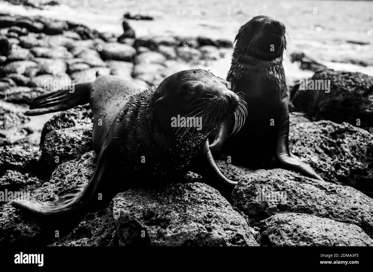 Galapagos seal pup Black and White Stock Photos & Images - Alamy