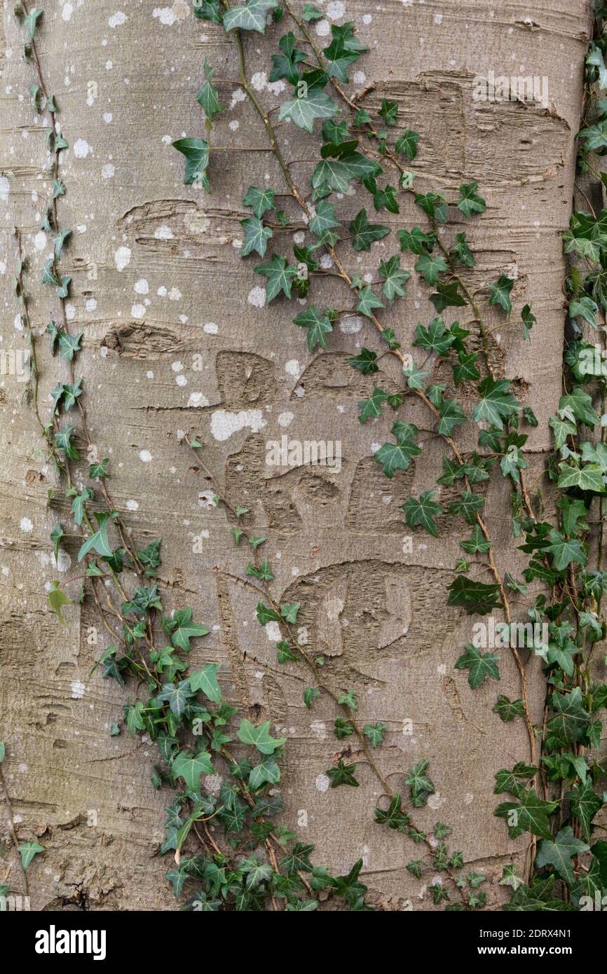 Initials carved long ago in the bark of a Beech tree Stock Photo