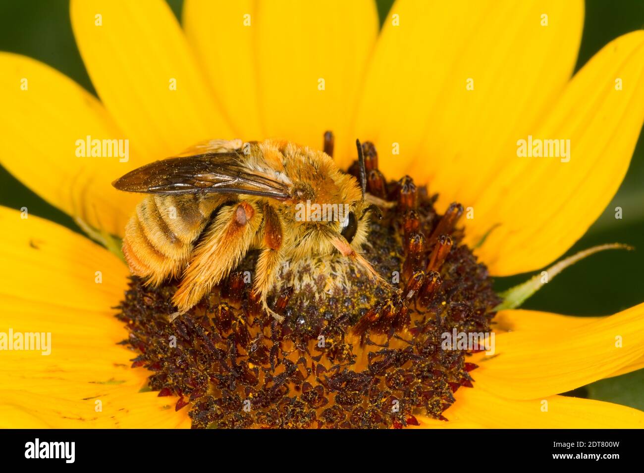 Exquisite Long-horned Bee female, Syntrichalonia exquisita, Apidae. Body Length 16 mm. Nectaring at aster. Stock Photo