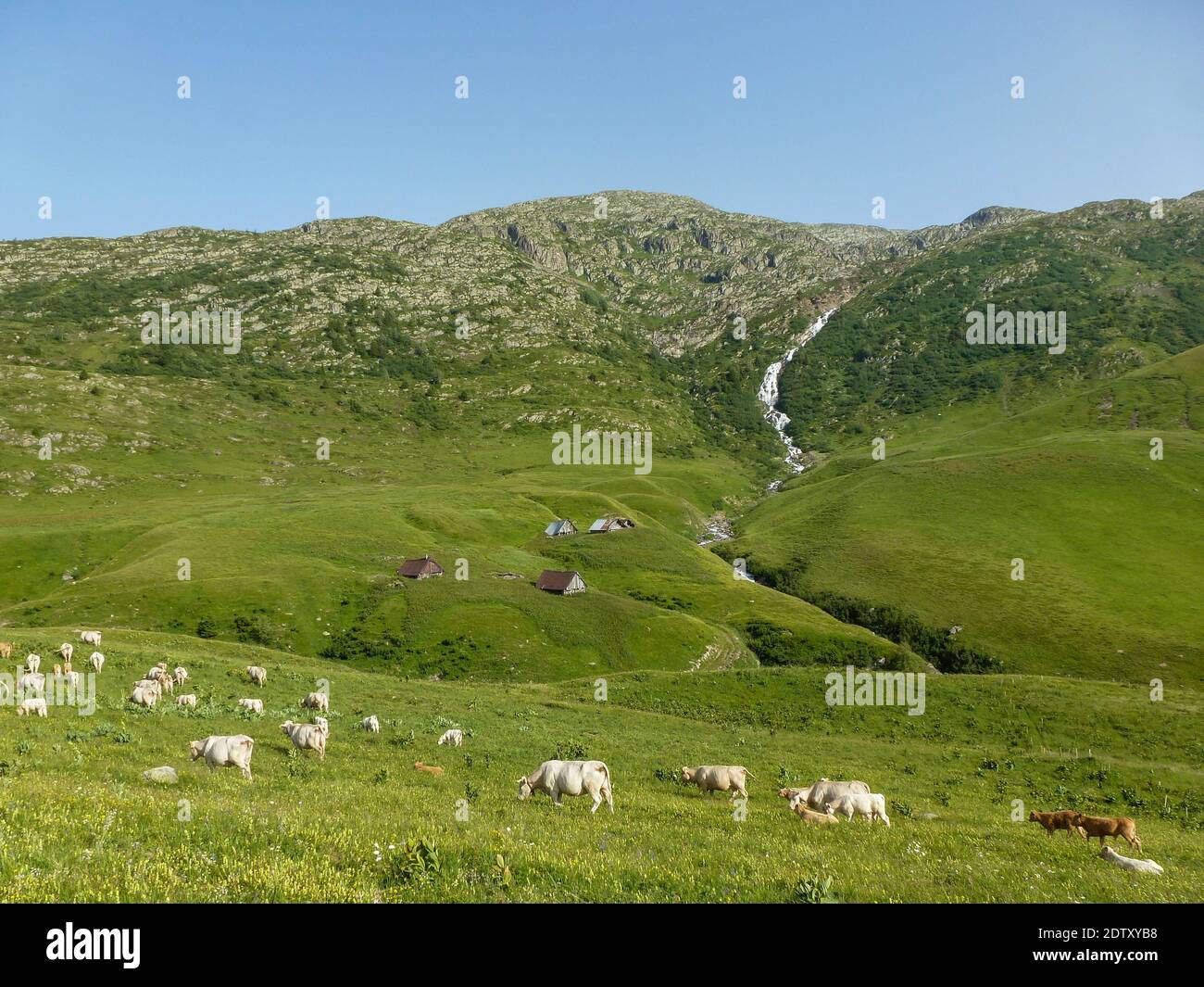 view at landscape sheep and mountains at Auvergne in France Stock Photo