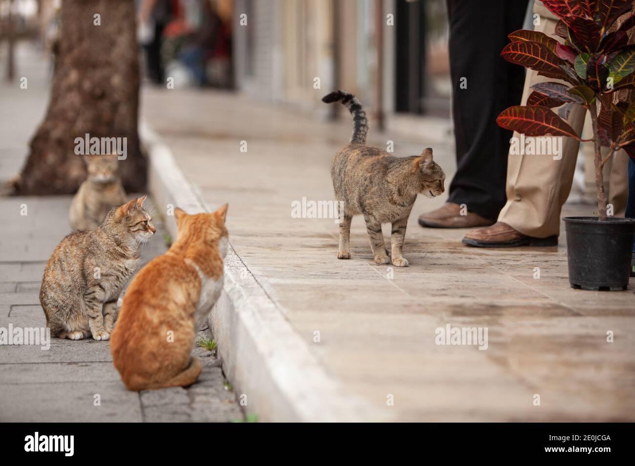 Homeless hungry cats waiting for food from people. Stray cats on the city street. Stock Photo