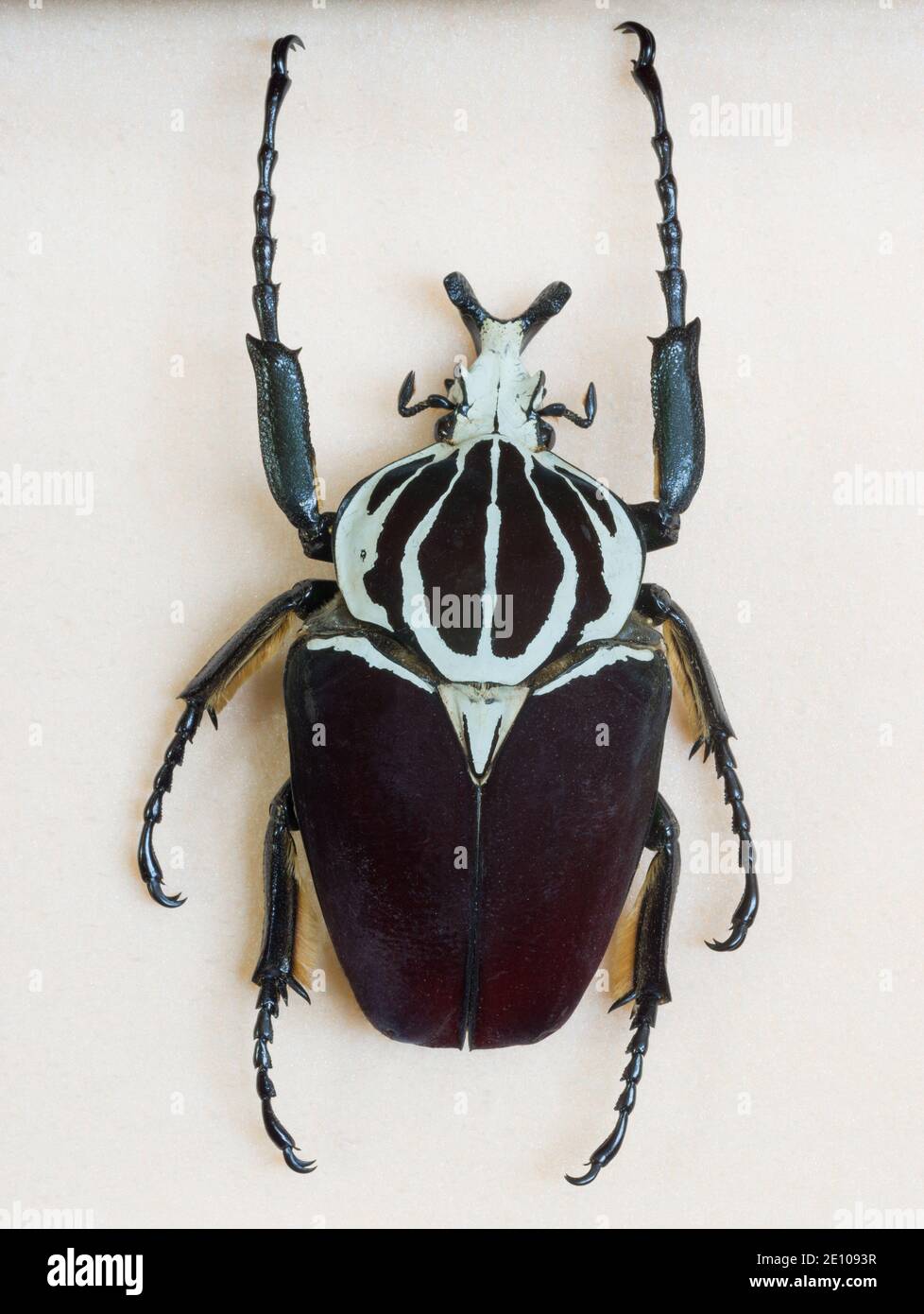 Goliath beetle - the largest insects on Earth Stock Photo