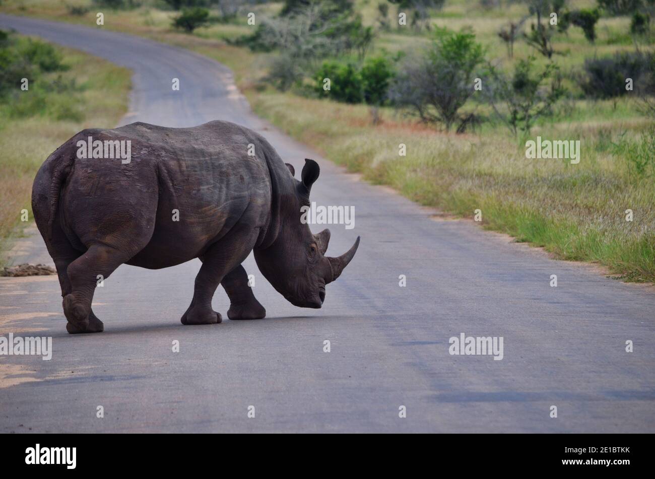 black rhino walks on safari street, text free space on the street Stock Photo