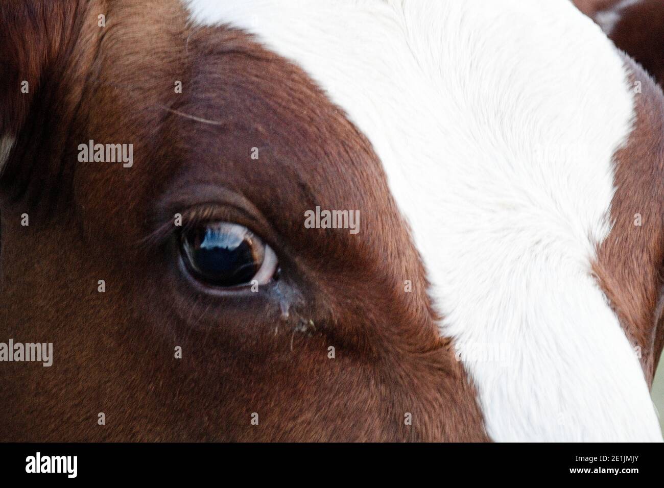 close up of horse Stock Photo