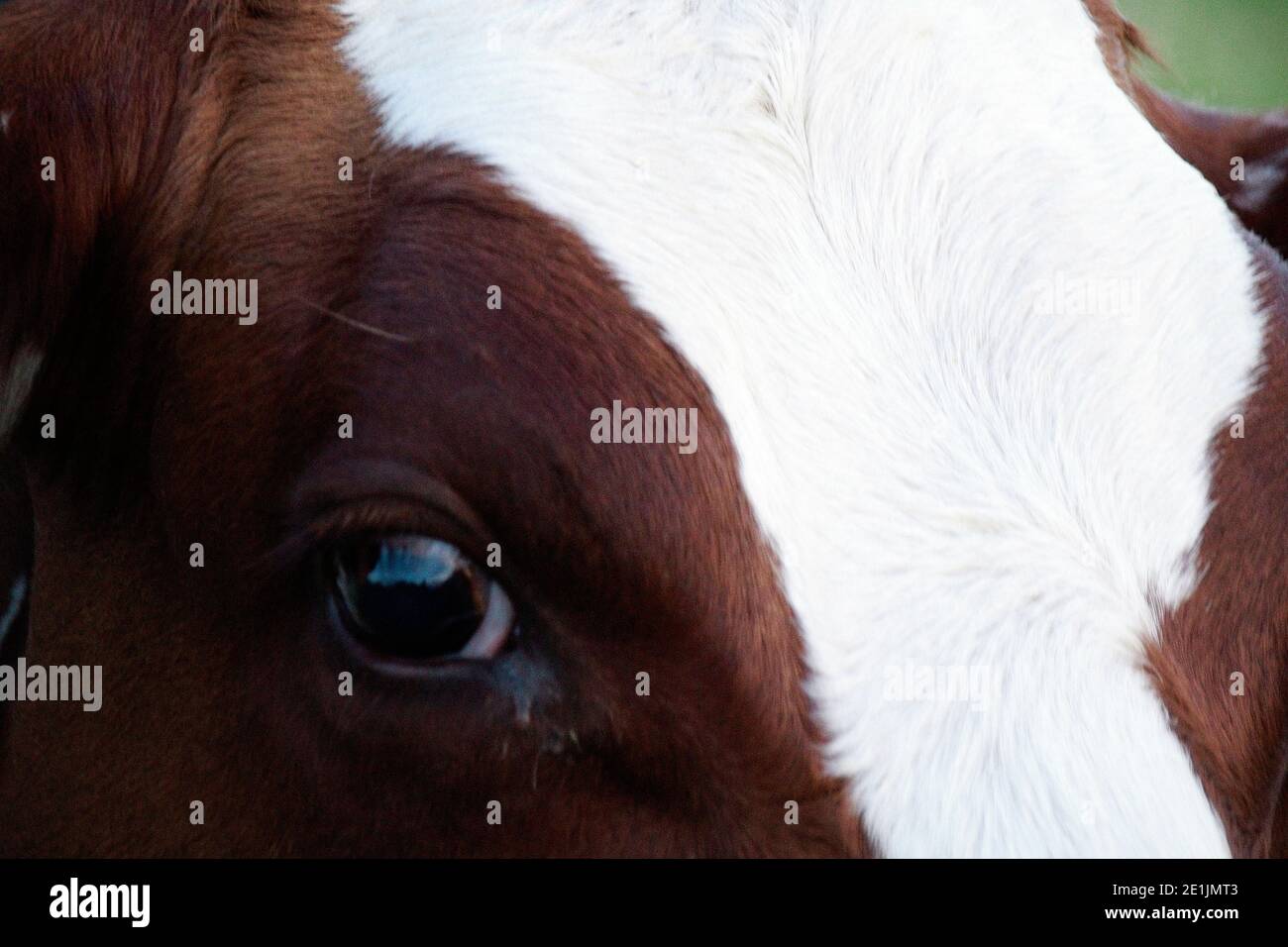 close up of horse Stock Photo