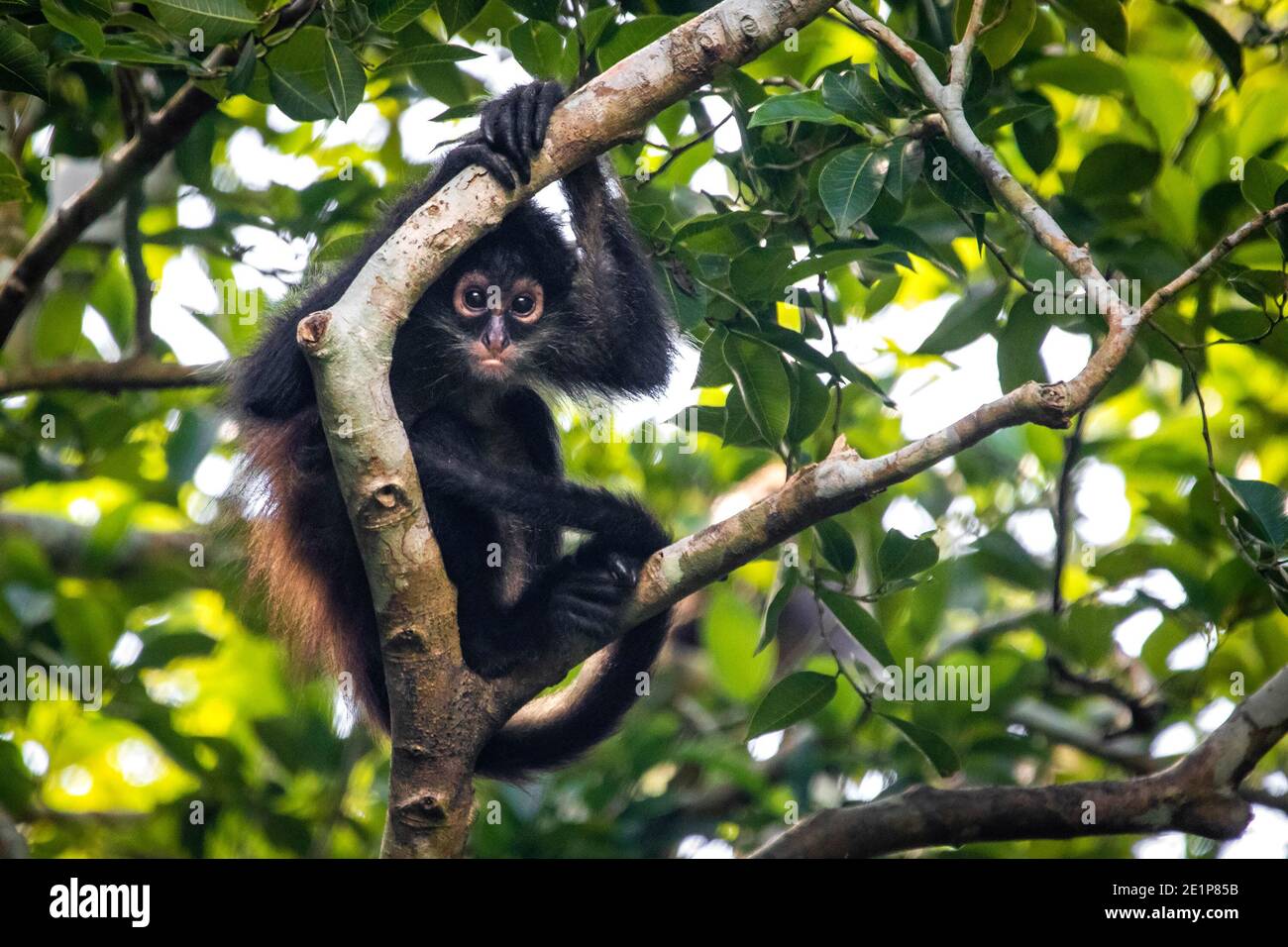 Cute adorable spider monkey close up natural habitat in jungle on the tree Stock Photo