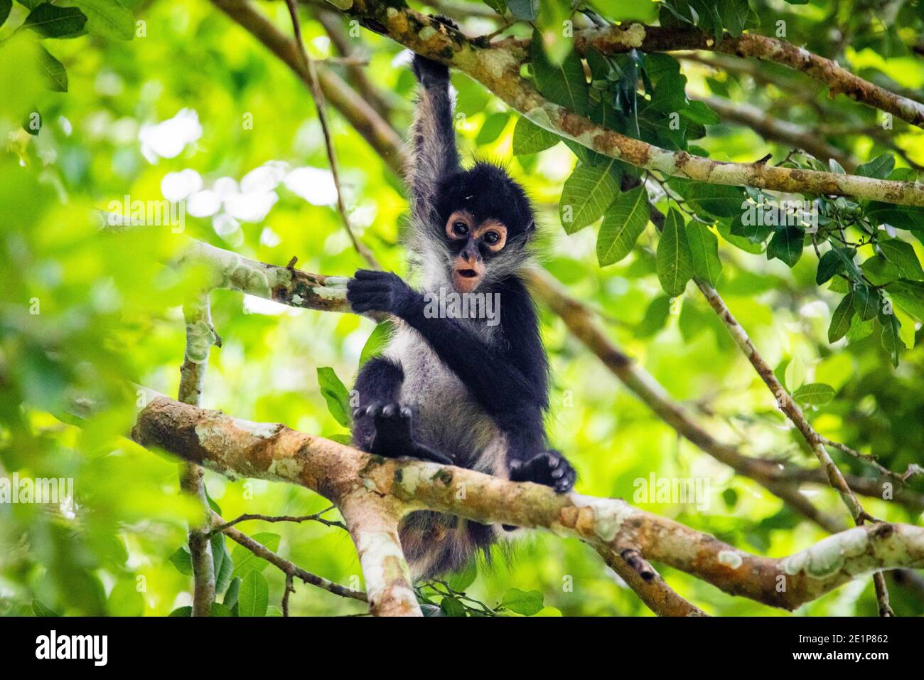 Cute adorable spider monkey close up natural habitat in jungle on the tree Stock Photo