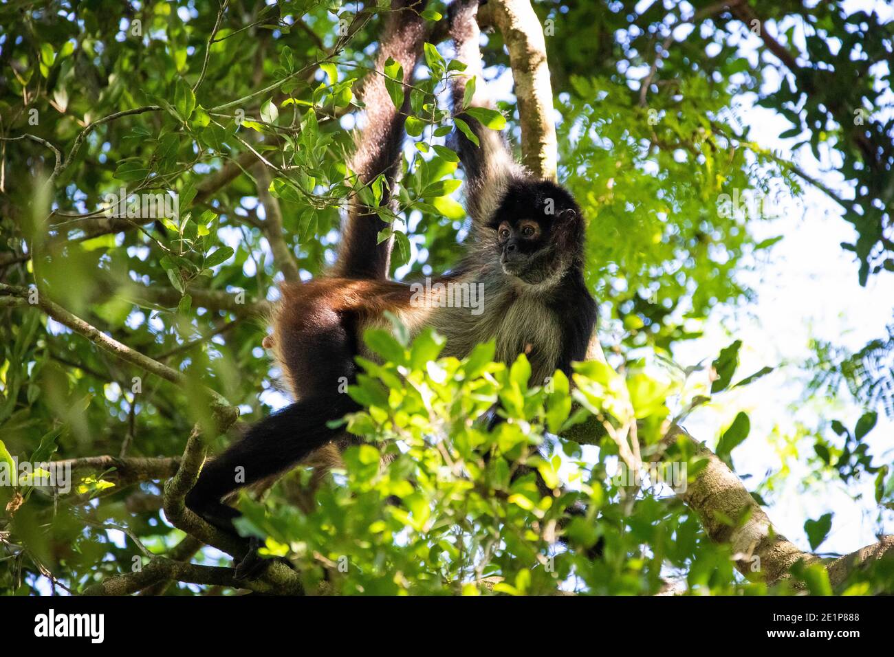 Cute adorable spider monkey close up natural habitat in jungle on the tree Stock Photo