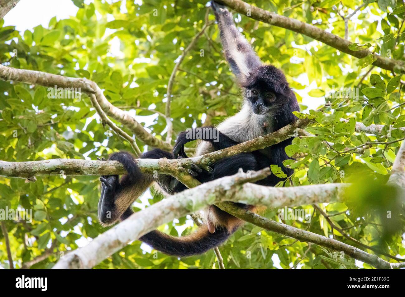 Cute adorable spider monkey close up natural habitat in jungle on the tree Stock Photo