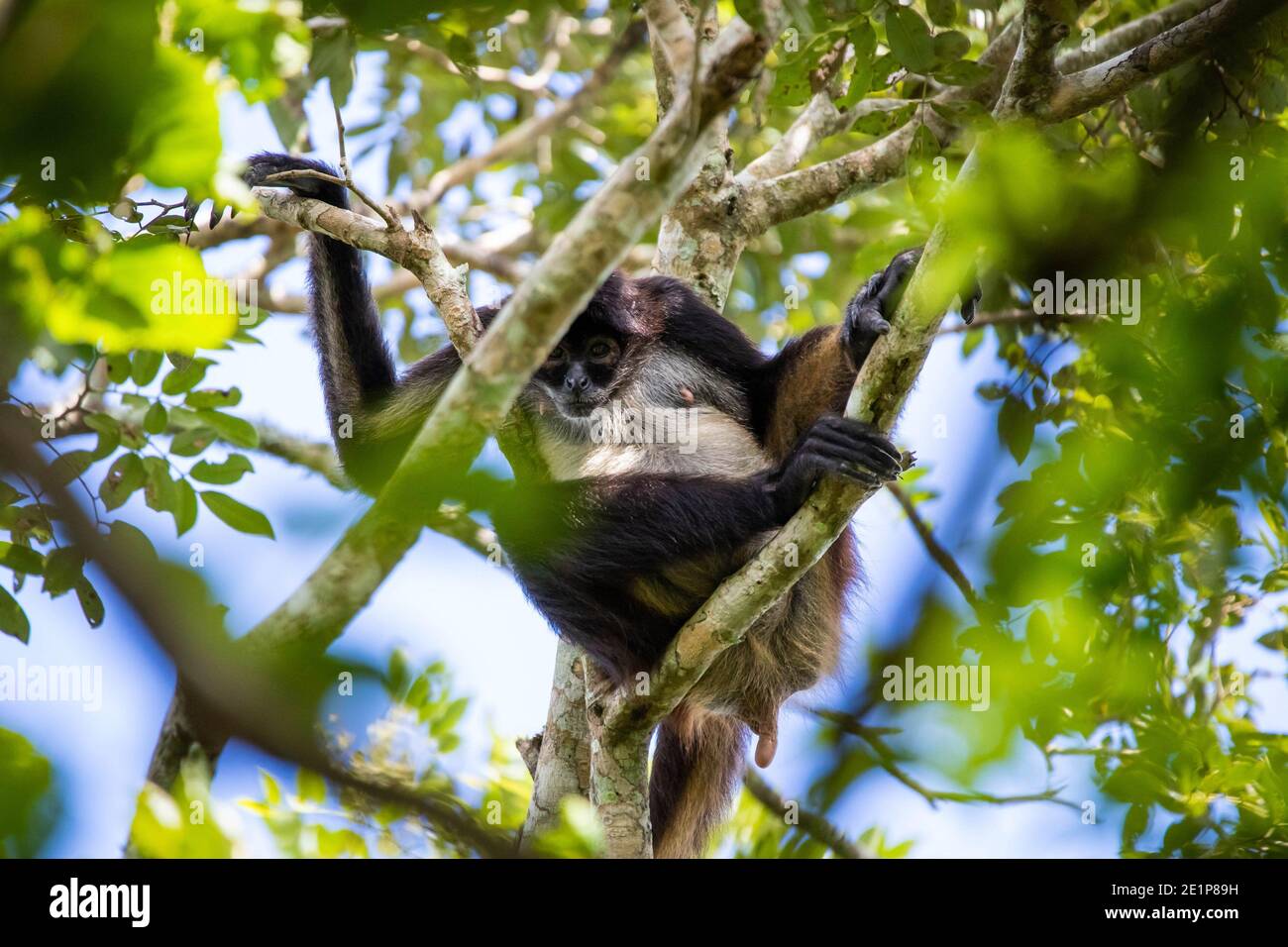 Cute adorable spider monkey close up natural habitat in jungle on the tree Stock Photo