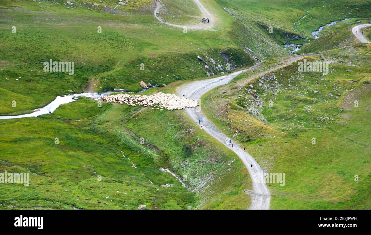 Alpine view of  shepherd dog moving the sheep herd from one pasture to another and people hiking and cycling. Summer in Savoie, France. Stock Photo